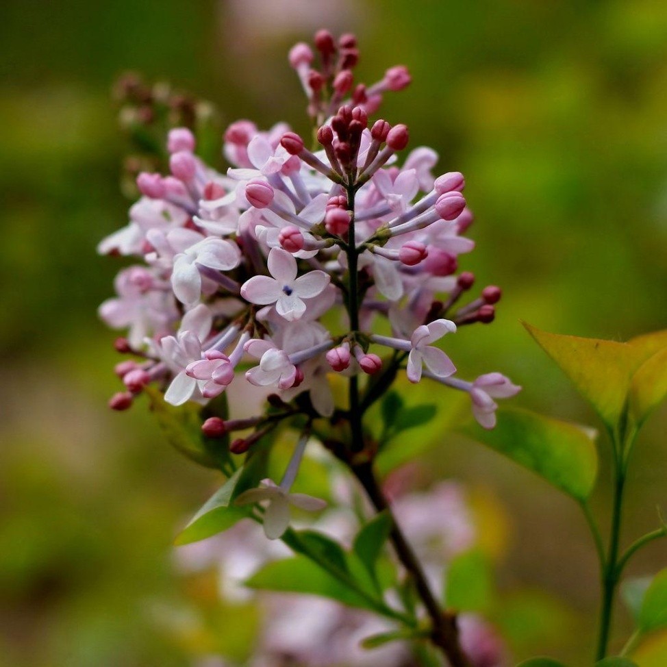 唯美的丁香花特写图片欣赏